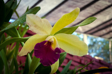 Kandy, Sri lanka, 02/13/2014: yellow and purle orchid