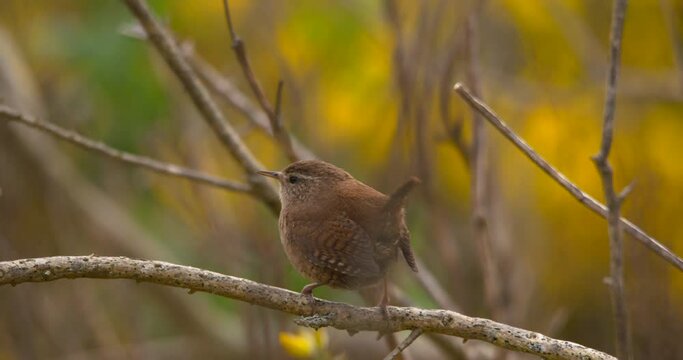 Wren tiny cute bird tail and wings twitching cinemagraph loop