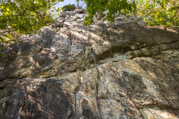 Close up view of green plant on rocky background. Sweden.