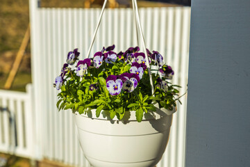 Fototapeta na wymiar Beautiful view of hanging basket on white pillar with white purple pansies. Sweden.