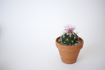 Brain cactus, Echinofossulocactus multicostatus with flower in a terracotta pot on the side angle view with white background 