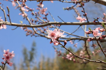 サクラ
