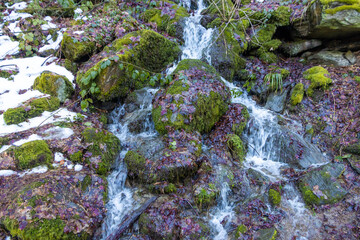 Wasserlauf im Wald