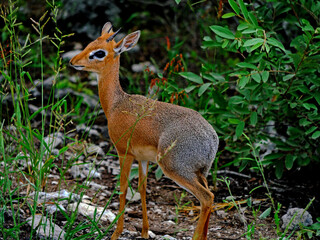 Damara-Dikdik