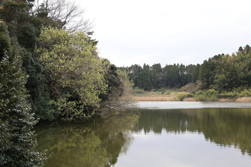 Fototapeta na wymiar 野池