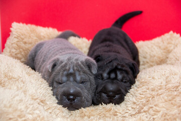 shar pei pups