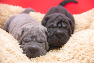 shar pei pups