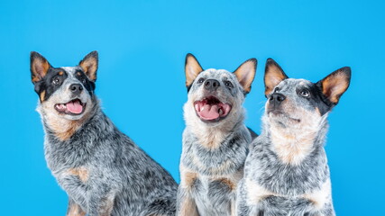 Three cute puppies of blue heeler or australian cattle dog sitting on blue background