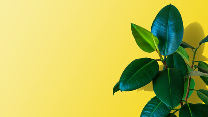 Fototapeta na wymiar Green Ficus elastica plant on yellow background with copy space
