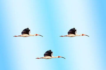three ibis flying in the blue sky. - obrazy, fototapety, plakaty