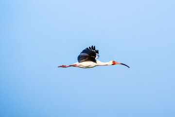 Single ibis flying in the blue sky.