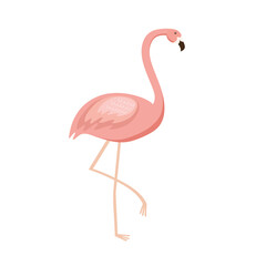 flamingo exotic bird