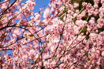 Flores de cerejeira japonesa sakura