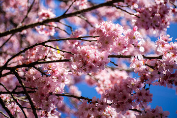 Flores de cerejeira japonesa sakura