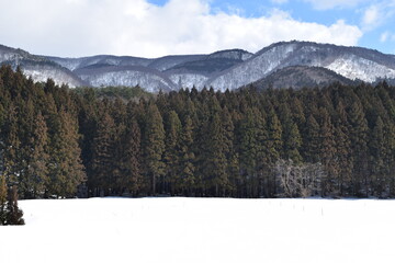 スギ林 雪景色 山形県