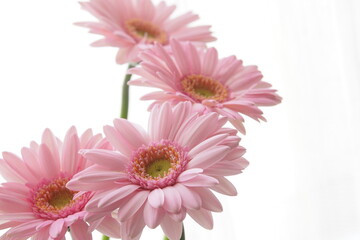 gerbera flower in high key tone