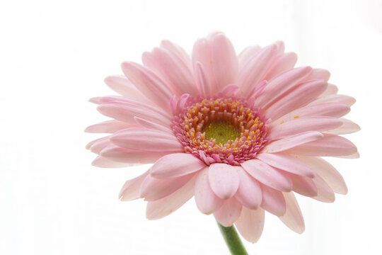 gerbera flower in high key tone © Matthewadobe