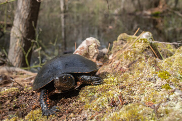 Obraz premium Spotted Turtle - Clemmys guttata