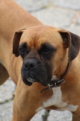 Fototapeta premium Dog
