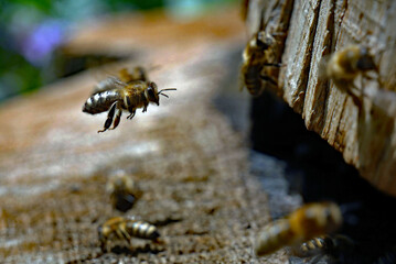 Honigbienen