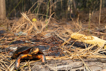 Spotted Turtle - Clemmys guttata