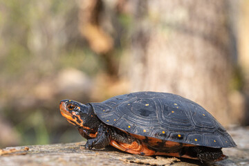 Spotted Turtle - Clemmys guttata