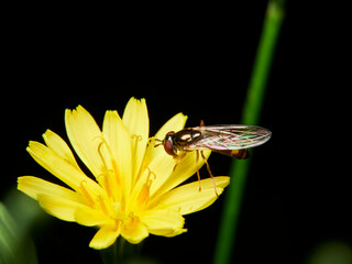 fly on a flower