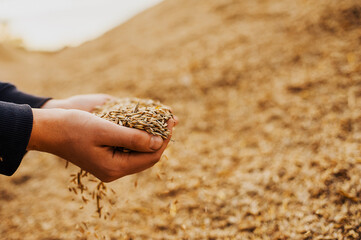 The hands of a farmer close-up holding a handful of wheat grains. Copy space. Rural meadow. Rich harvest concept. Agrocultural cleaning of grain