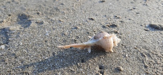 Shell on sand at beach 