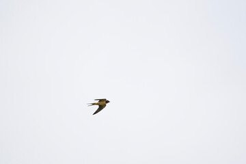 swallows barn tree