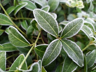 green leaves of a plant covered with frost