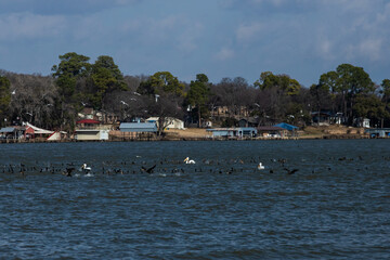 Fototapeta na wymiar Pelicans With Cormorants and Gulls
