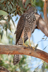 Australian brown Goshawk, well camouflaged, perched on a thick branch very alert looking at the camera.
Scientific name Accipiter fasciatus.