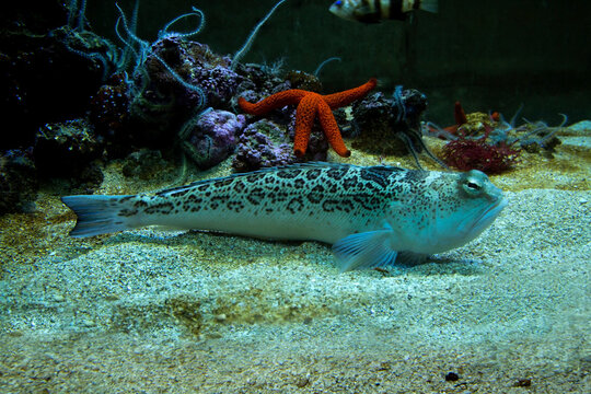The starry weever, or streaked weever (Trachinus radiatus).
