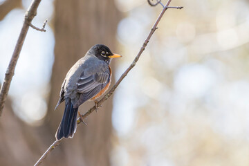 American robin (Turdus migratorius) in spring
