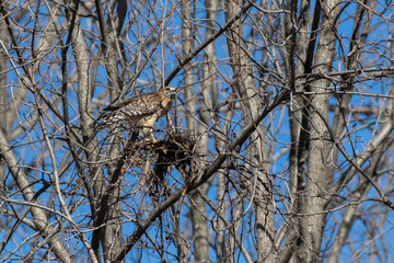 red shouldered hawk (Buteo lineatus) with prey - brown snake or De Kay's snake