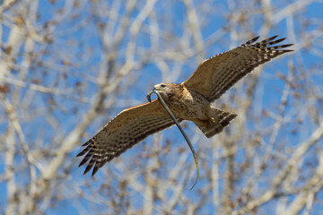 red shouldered hawk (Buteo lineatus) with prey - brown snake or De Kay's snake