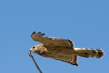 red shouldered hawk (Buteo lineatus) with prey - brown snake or De Kay's snake