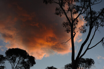 Fototapeta premium Looking up at a large orange and brown cloud from a late sunset over eucalypt trees. Outback Australia.