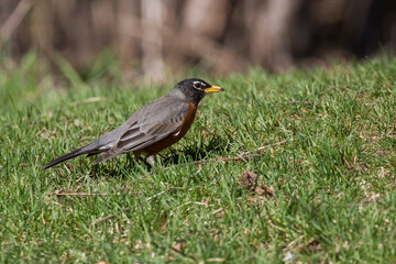 American robin (Turdus migratorius) in spring