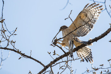 Nesting red shouldered hawk (Buteo lineatus) 