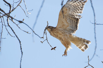 Nesting red shouldered hawk (Buteo lineatus) 