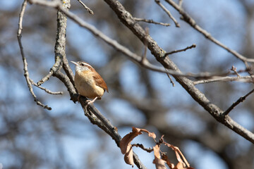 Small Wren Perched on a Branch