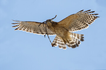 Nesting red shouldered hawk (Buteo lineatus) 