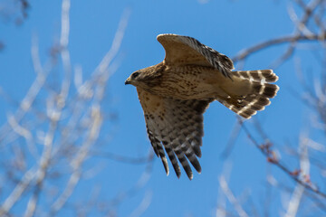 red shouldered hawk (Buteo lineatus) 
