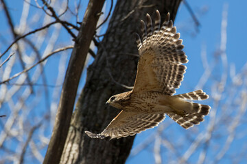 red shouldered hawk (Buteo lineatus) 
