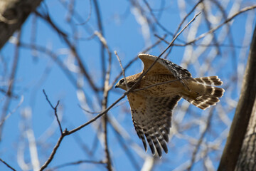 Fototapeta premium red shouldered hawk (Buteo lineatus) 