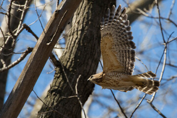red shouldered hawk (Buteo lineatus) 
