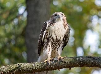 red tailed hawk