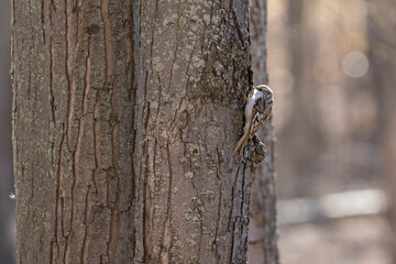The brown creeper (Certhia americana)